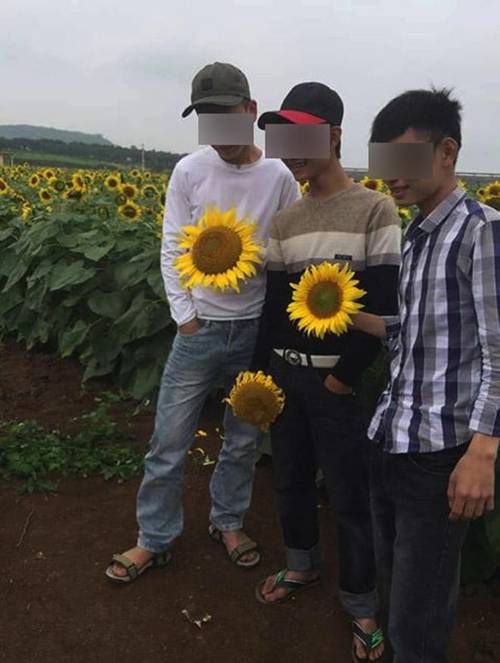 Ngang nhiên bẻ hoa hướng dương rồi cười hớn hở trong vườn, nhóm nam nữ khiến dân mạng phẫn nộ-3