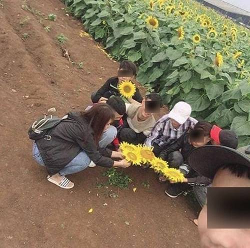 Ngang nhiên bẻ hoa hướng dương rồi cười hớn hở trong vườn, nhóm nam nữ khiến dân mạng phẫn nộ-2