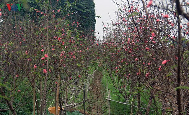 Đào nở bung đỏ rực trước Tết dương lịch, người trồng thấp thỏm sợ thất thu-1