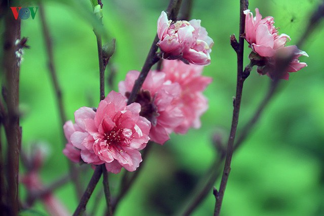 Đào nở bung đỏ rực trước Tết dương lịch, người trồng thấp thỏm sợ thất thu-4