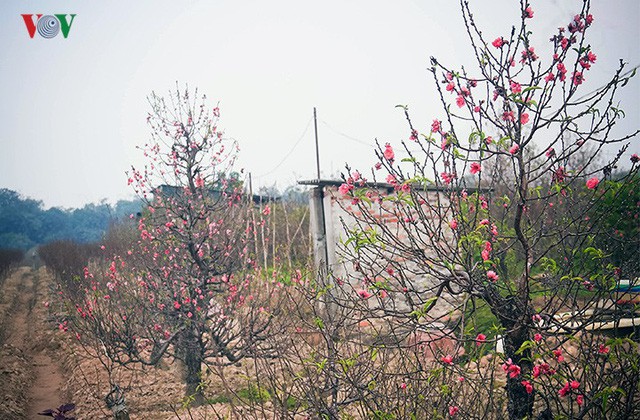 Đào nở bung đỏ rực trước Tết dương lịch, người trồng thấp thỏm sợ thất thu-7