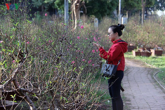 Đào nở bung đỏ rực trước Tết dương lịch, người trồng thấp thỏm sợ thất thu-8