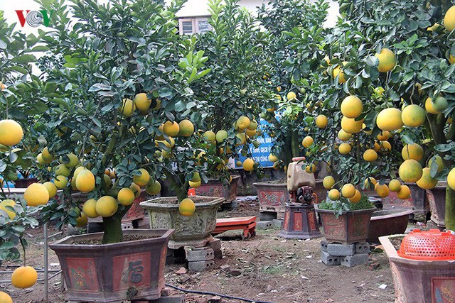 Đào nở bung đỏ rực trước Tết dương lịch, người trồng thấp thỏm sợ thất thu-10