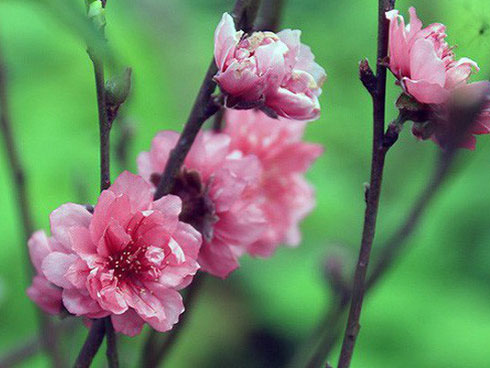 Nhộn nhịp cây cảnh ngày Tết: Đào cổ thất thế”, bưởi ghép soán ngôi”-3