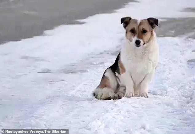 Chú chó đợi chủ suốt 6 tháng giữa trời lạnh âm 30 độ khiến dân mạng cảm động-1