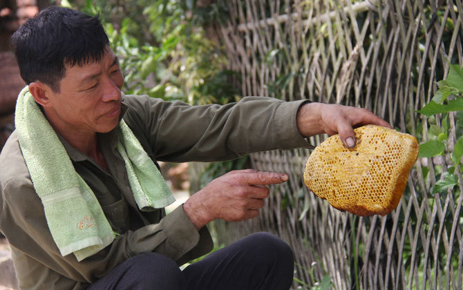 Ly kỳ chuyện săn mật của loài ong hung dữ nơi rừng Tây Yên Tử-2