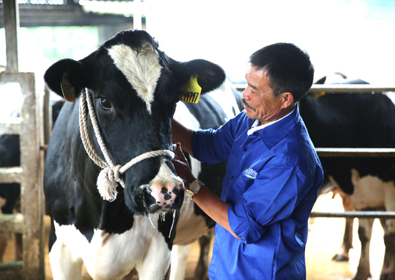 Lão nông trên đỉnh núi canh khối tiền 500 tỷ giấu dưới tán rừng già-2