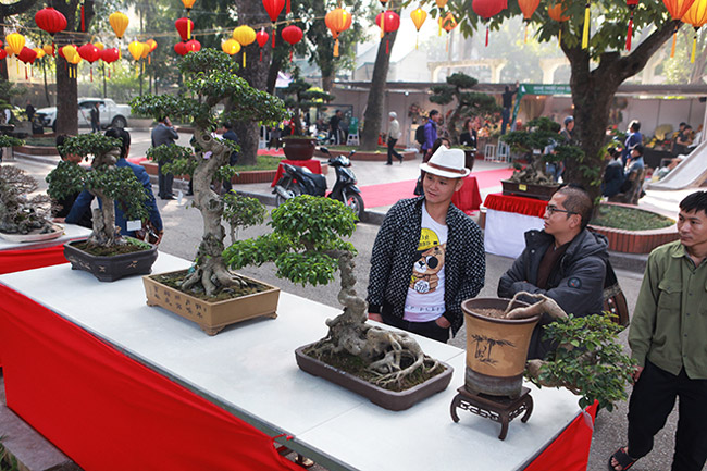 Dàn cây bonsai nhỏ mà có võ” ở Hà Nội, có cây lên tới hàng tỷ đồng-1