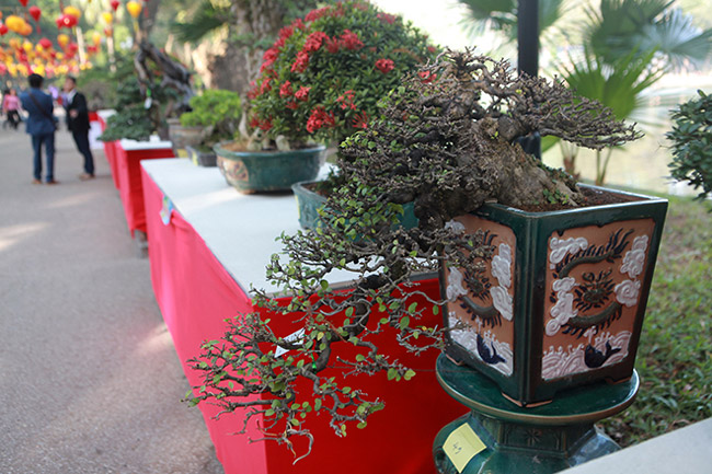 Dàn cây bonsai nhỏ mà có võ” ở Hà Nội, có cây lên tới hàng tỷ đồng-2