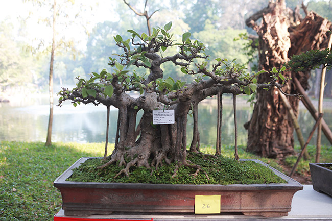 Dàn cây bonsai nhỏ mà có võ” ở Hà Nội, có cây lên tới hàng tỷ đồng-3