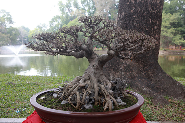 Dàn cây bonsai nhỏ mà có võ” ở Hà Nội, có cây lên tới hàng tỷ đồng-4