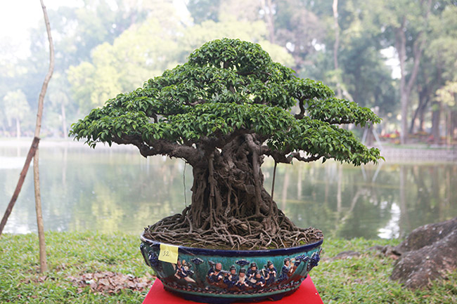 Dàn cây bonsai nhỏ mà có võ” ở Hà Nội, có cây lên tới hàng tỷ đồng-5