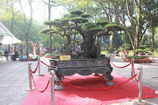 Dàn cây bonsai nhỏ mà có võ” ở Hà Nội, có cây lên tới hàng tỷ đồng-6