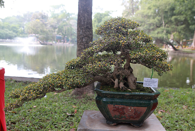 Dàn cây bonsai nhỏ mà có võ” ở Hà Nội, có cây lên tới hàng tỷ đồng-7