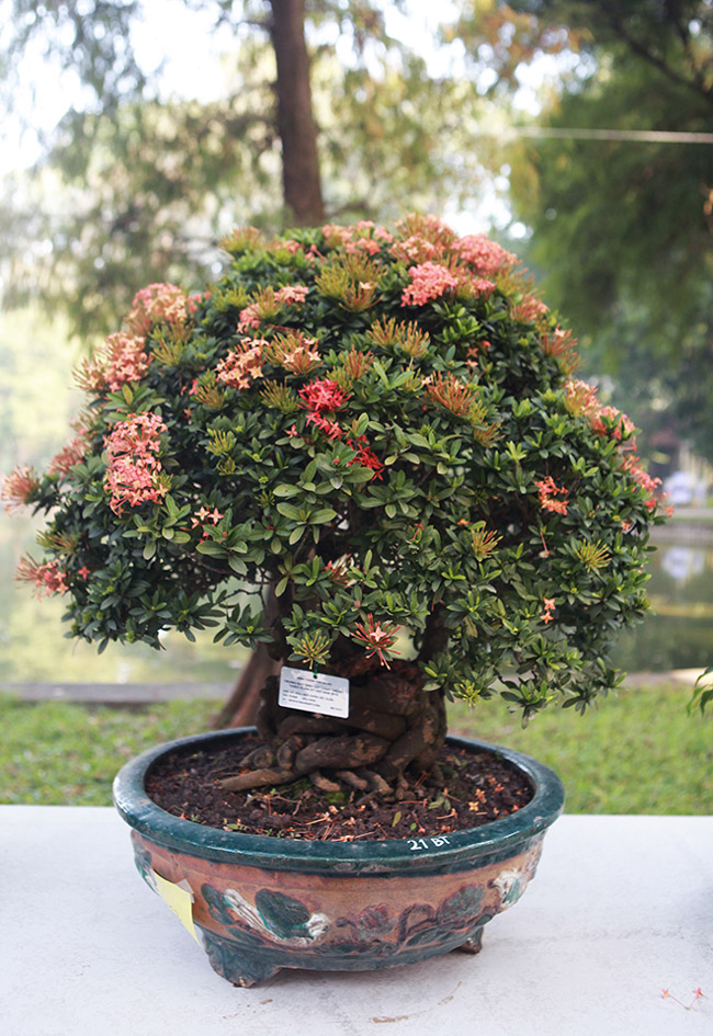Dàn cây bonsai nhỏ mà có võ” ở Hà Nội, có cây lên tới hàng tỷ đồng-10
