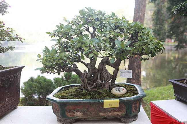 Dàn cây bonsai nhỏ mà có võ” ở Hà Nội, có cây lên tới hàng tỷ đồng-11