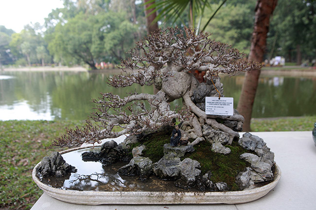 Dàn cây bonsai nhỏ mà có võ” ở Hà Nội, có cây lên tới hàng tỷ đồng-12