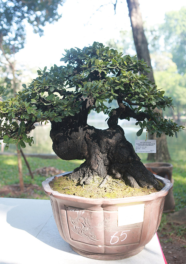 Dàn cây bonsai nhỏ mà có võ” ở Hà Nội, có cây lên tới hàng tỷ đồng-13