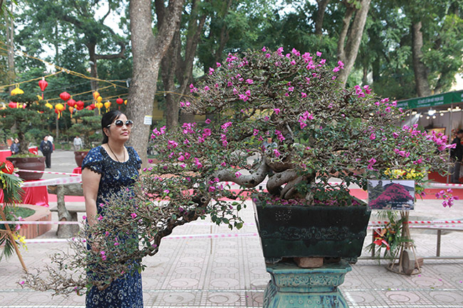 Dàn cây bonsai nhỏ mà có võ” ở Hà Nội, có cây lên tới hàng tỷ đồng-14