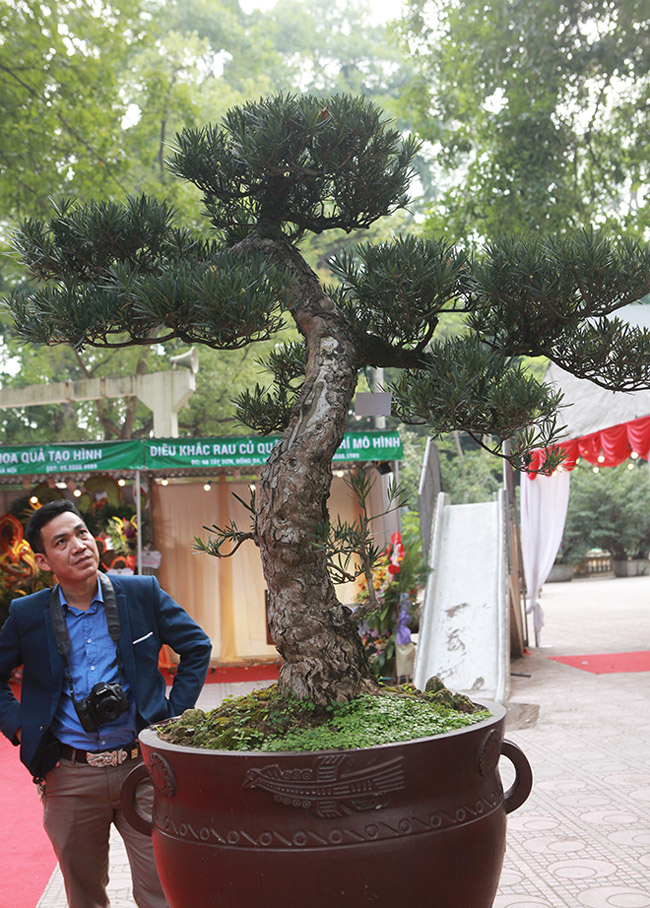 Dàn cây bonsai nhỏ mà có võ” ở Hà Nội, có cây lên tới hàng tỷ đồng-15