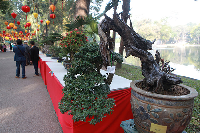 Dàn cây bonsai nhỏ mà có võ” ở Hà Nội, có cây lên tới hàng tỷ đồng-8