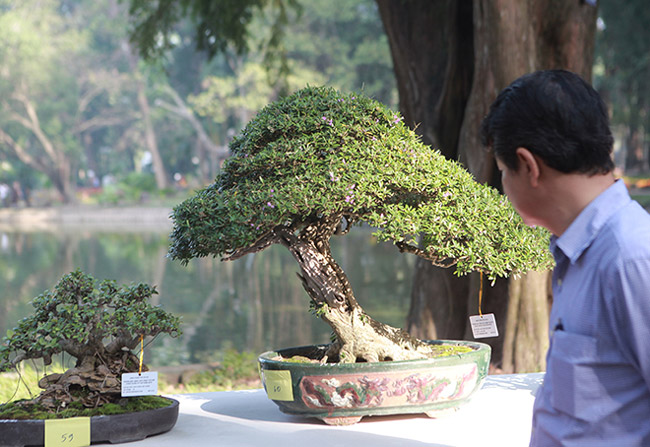 Dàn cây bonsai nhỏ mà có võ” ở Hà Nội, có cây lên tới hàng tỷ đồng-9
