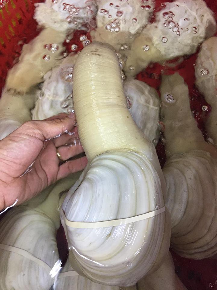 Con vật có hình thù nhạy cảm, ai nhìn cũng đỏ mặt”, giá cả chục triệu tại Việt Nam-1