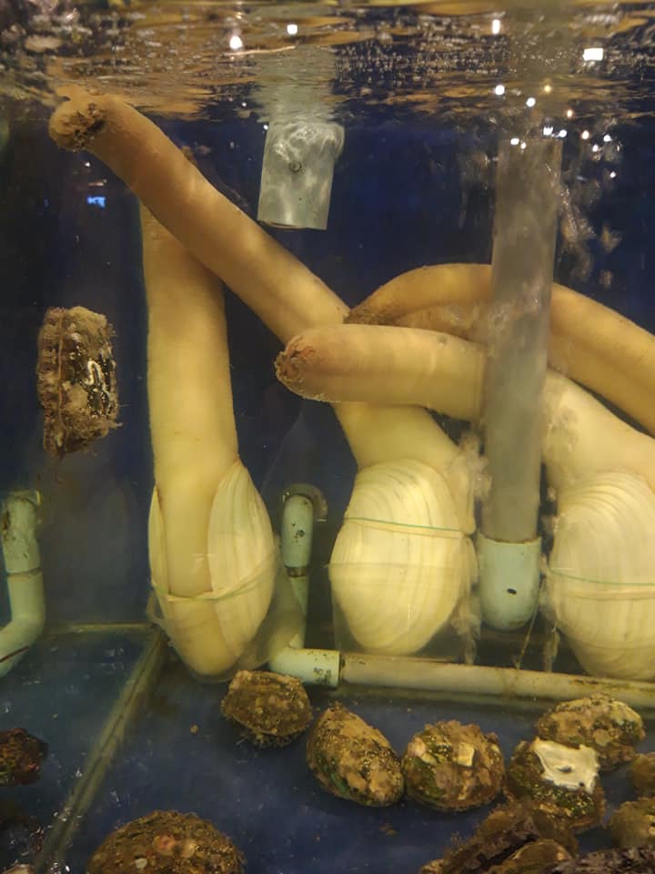 Con vật có hình thù nhạy cảm, ai nhìn cũng đỏ mặt”, giá cả chục triệu tại Việt Nam-2