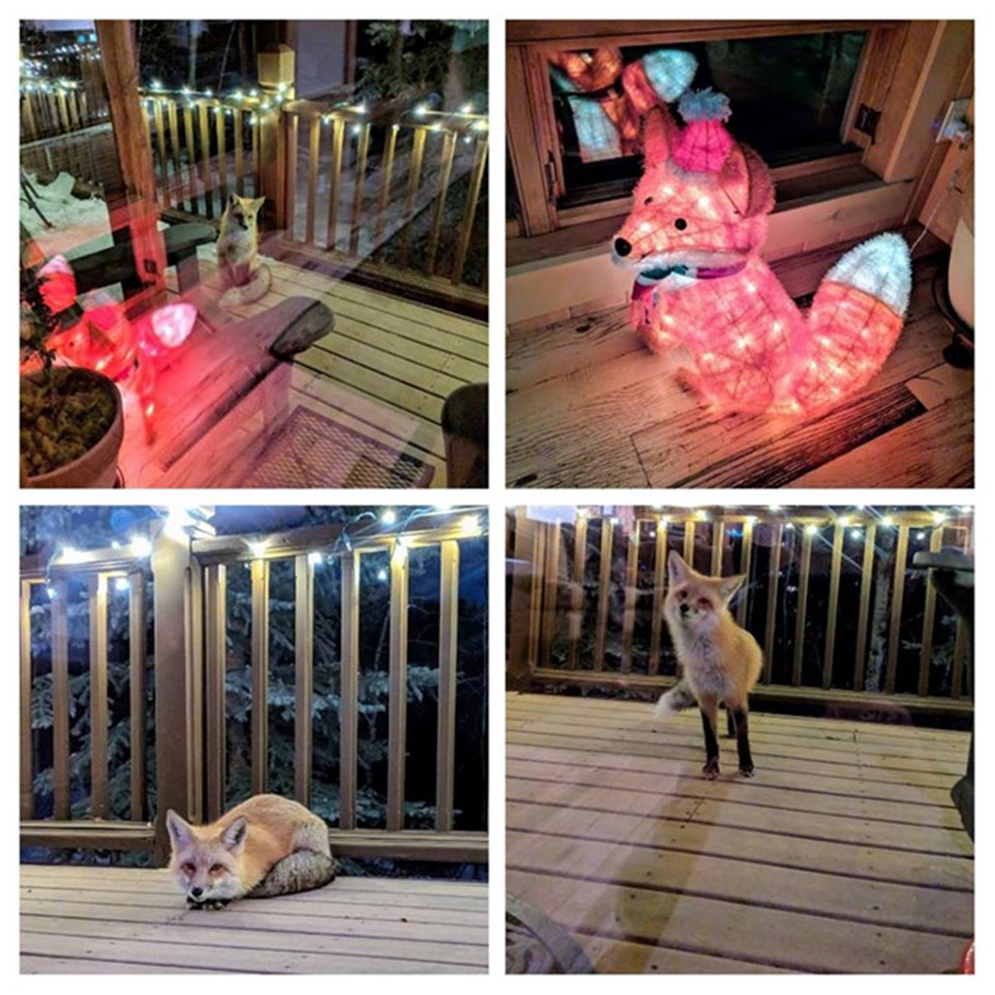 16 bức ảnh khiến bạn thấy cuộc sống này vẫn rất đáng yêu-7