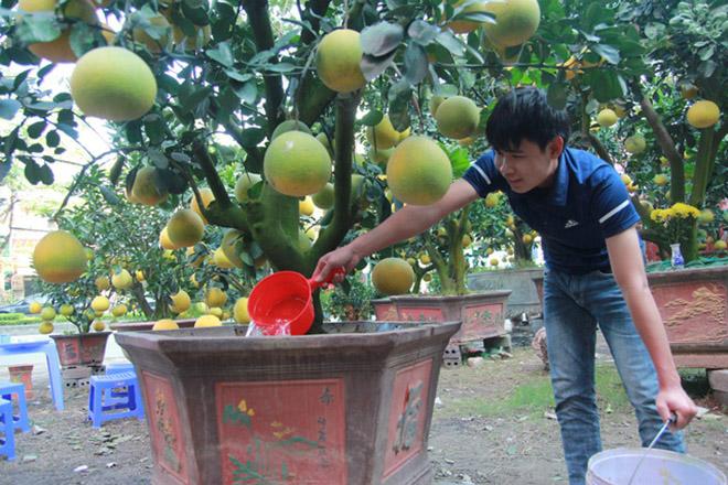 Nhộn nhịp cây cảnh ngày Tết: Đào cổ thất thế”, bưởi ghép soán ngôi”-1