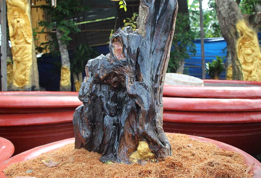 Chuyện lạ miền Tây: Quan Âm Bồ Tát cưỡi rồng vàng hiện hình trên cây khế-4