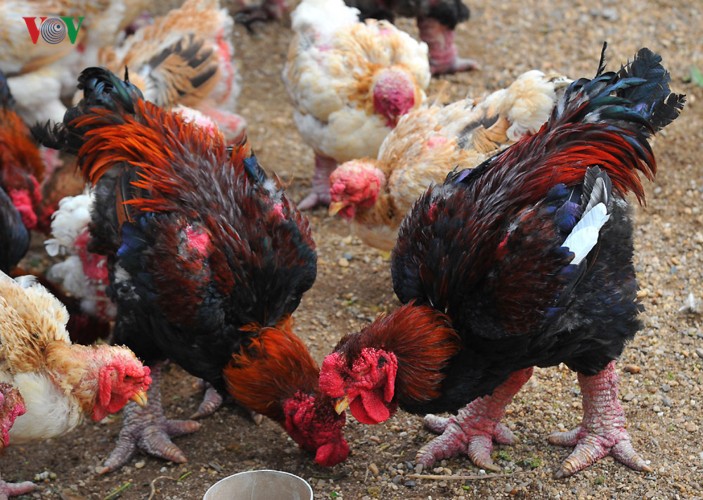 Thực hư chuyện gà Đông Tảo giá vài chục triệu đồng/con làm quà Tết-1