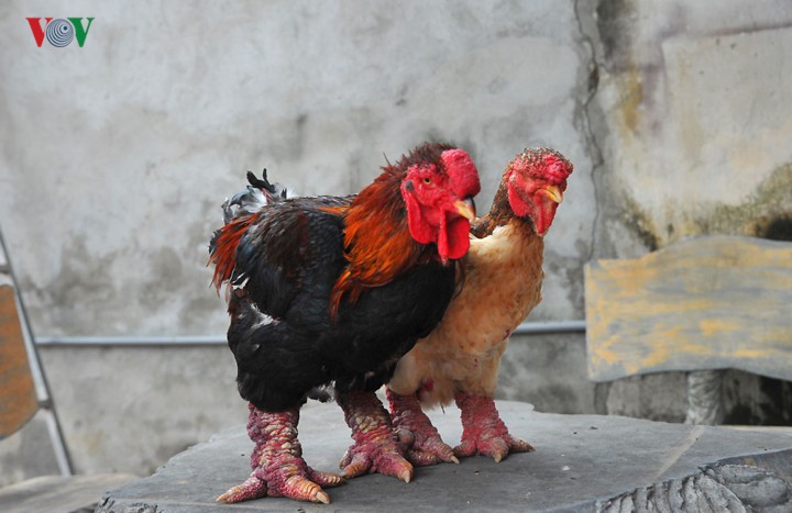 Thực hư chuyện gà Đông Tảo giá vài chục triệu đồng/con làm quà Tết-2