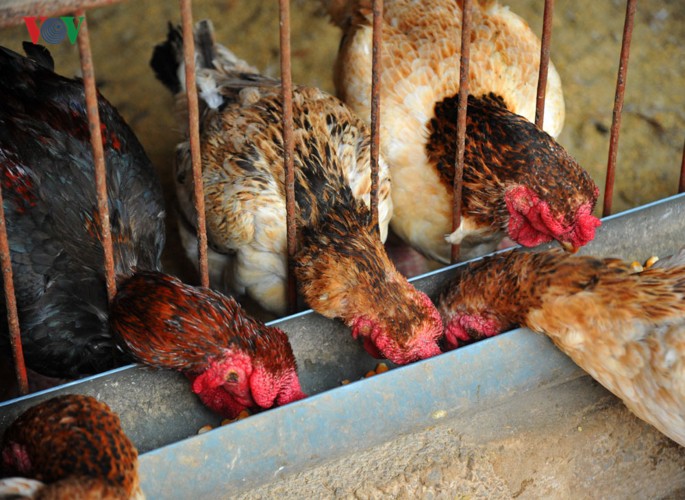 Thực hư chuyện gà Đông Tảo giá vài chục triệu đồng/con làm quà Tết-5