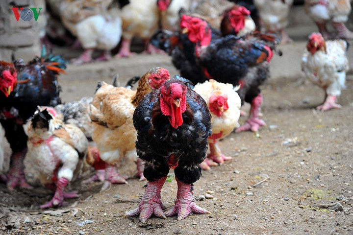 Thực hư chuyện gà Đông Tảo giá vài chục triệu đồng/con làm quà Tết-6
