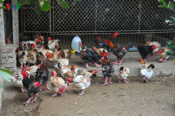 Thực hư chuyện gà Đông Tảo giá vài chục triệu đồng/con làm quà Tết-7