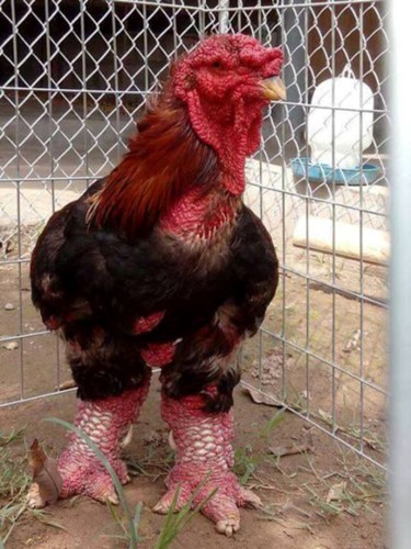 Thực hư chuyện gà Đông Tảo giá vài chục triệu đồng/con làm quà Tết-8