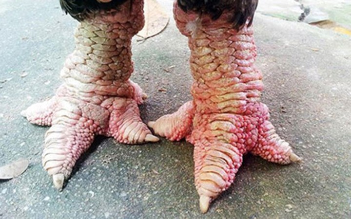 Thực hư chuyện gà Đông Tảo giá vài chục triệu đồng/con làm quà Tết-9