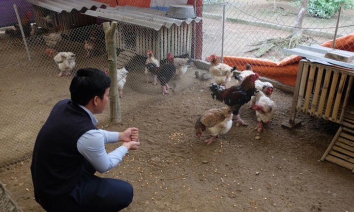 Thực hư chuyện gà Đông Tảo giá vài chục triệu đồng/con làm quà Tết-10