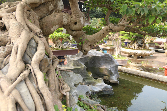 Đại gia gạ đổi 4 lô đất giá 9 tỷ lấy cây sanh cổ ôm đá đẹp hiếm có-4