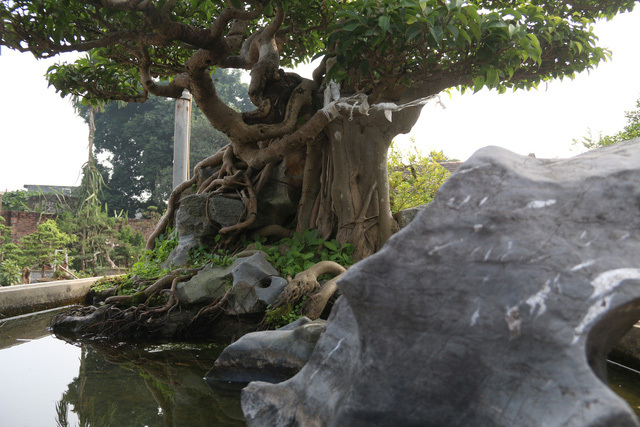 Đại gia gạ đổi 4 lô đất giá 9 tỷ lấy cây sanh cổ ôm đá đẹp hiếm có-5