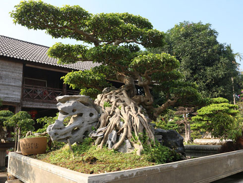 Cây sanh giá chục tỷ của bạo chúa miền Trung Ngô Đình Cẩn-7