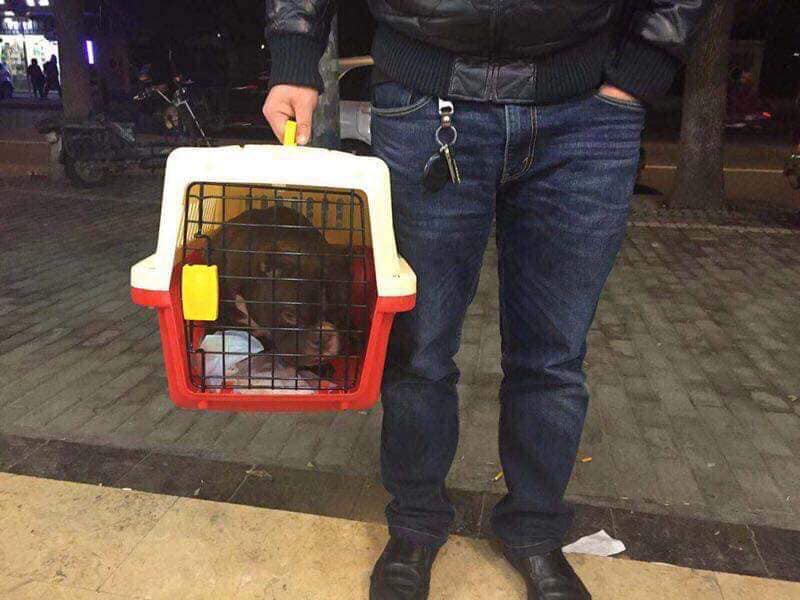 Thanh niên Biên Hòa bỏ 3 tỷ mua chó ngày đầu năm để chào mừng 2019-2