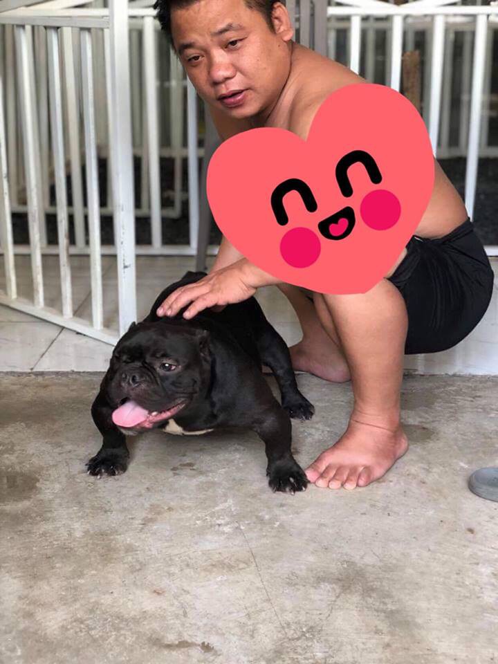 Thanh niên Biên Hòa bỏ 3 tỷ mua chó ngày đầu năm để chào mừng 2019-1