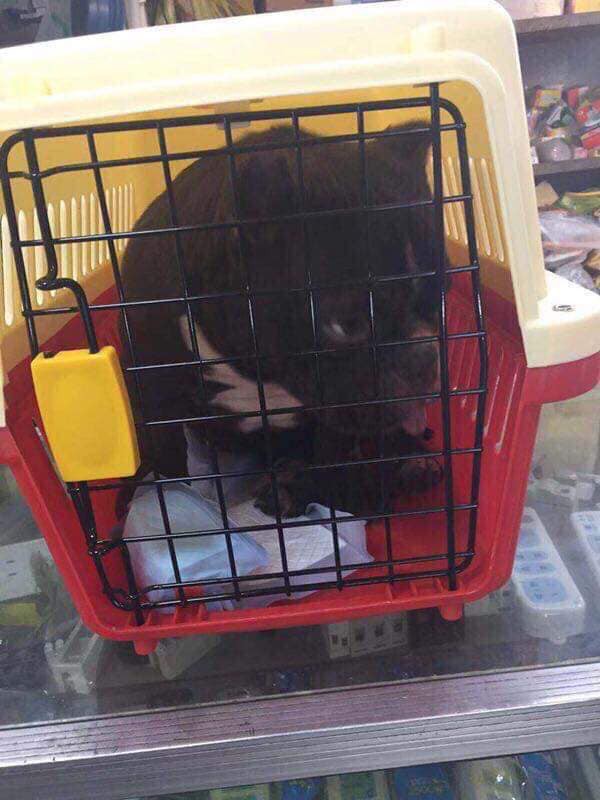 Thanh niên Biên Hòa bỏ 3 tỷ mua chó ngày đầu năm để chào mừng 2019-3