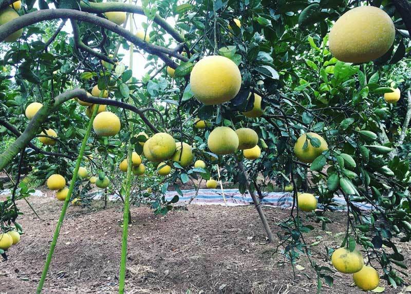 Mất trắng tài sản 20 năm tích cóp, không ngờ giàu to nhờ mảnh đất vàng mười-2