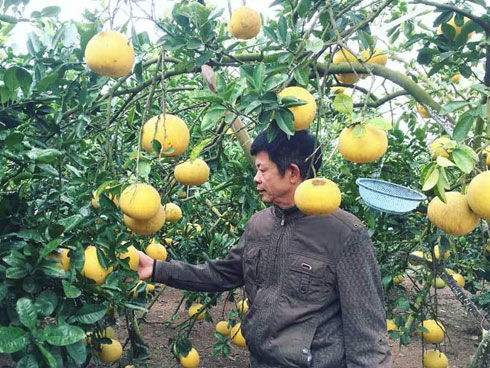 200 triệu mua bộ ti vi, tủ lạnh... vợ chồng trẻ nghiến răng chơi sang-4