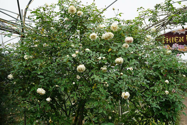 Những gốc hoa hồng cổ siêu đắt đỏ của đại gia Việt-11
