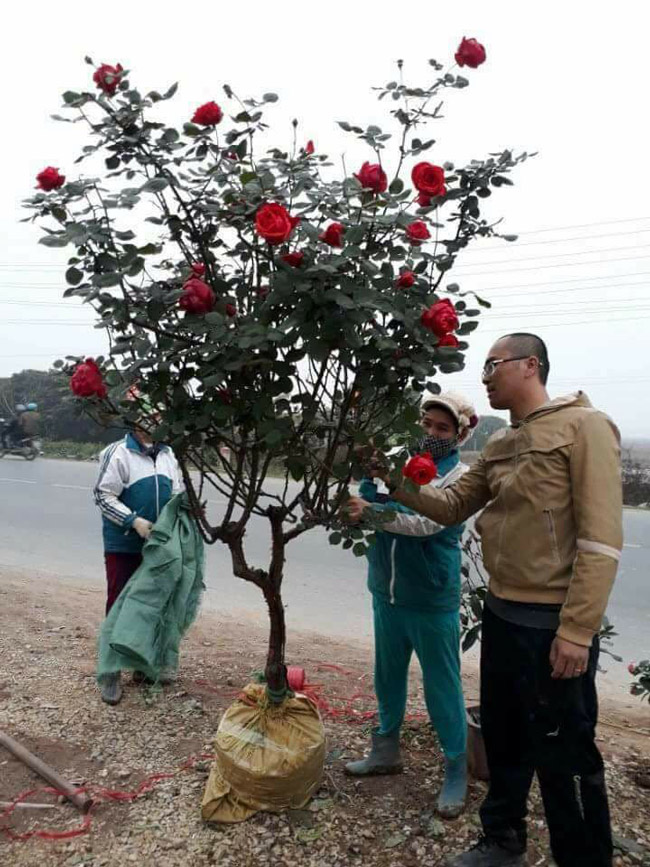 Những gốc hoa hồng cổ siêu đắt đỏ của đại gia Việt-14
