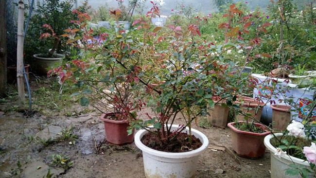 Những gốc hoa hồng cổ siêu đắt đỏ của đại gia Việt-16